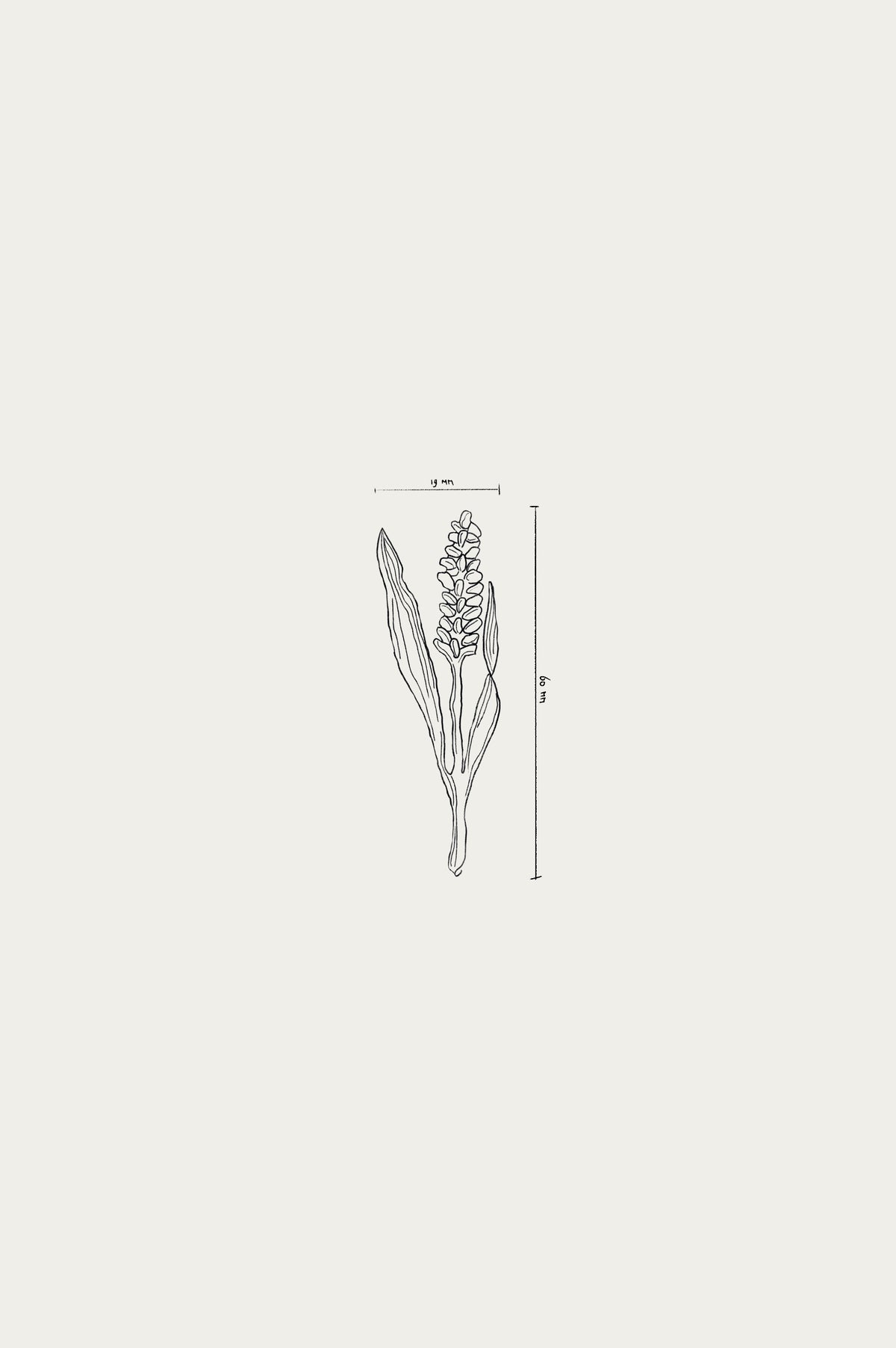 Wheat / Silver brooch
